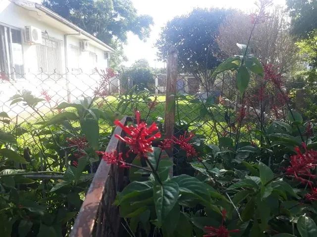 Imagem 2: Casa com Amplo Terreno