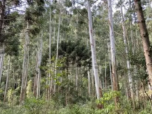 Imagem 5: Vendo Terreno em Anitápolis, Ótima Oportunidade!