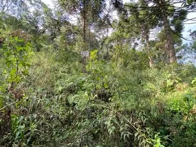Imagem 3: Vendo Terreno em Anitápolis, Ótima Oportunidade!