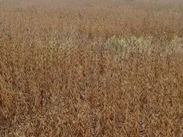 Imagem: Fazenda 73 Alq Perto de Divinopolis