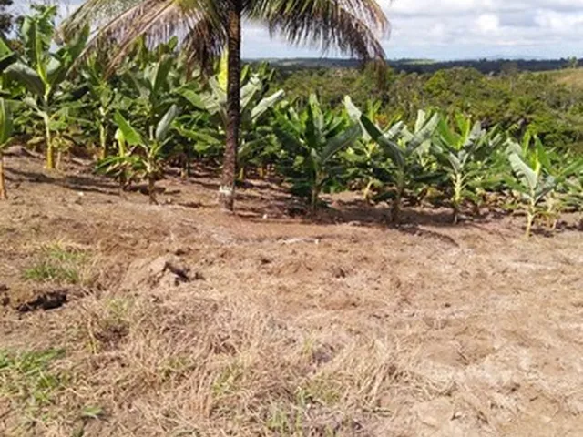 Imagem 5: Vendo Excelente Fazenda Agricultura em Valença