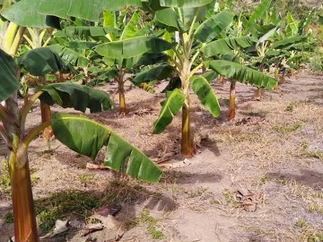 Imagem 2: Vendo Excelente Fazenda Agricultura em Valença