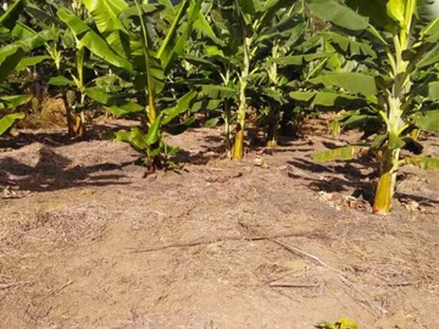 Imagem 13: Vendo Excelente Fazenda Agricultura em Valença