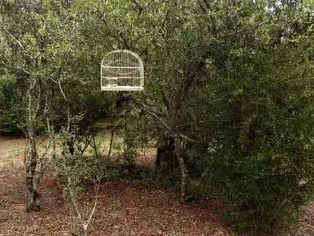 Imagem 15: Sitio com Casa Aguas Claras Viamao
