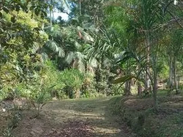 Imagem 2: Chácara À Venda no Bairro santa Fé - Morretes/Pr
