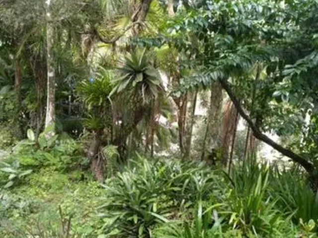 Imagem 4: Joinville - Casa Padrão - Saguaçu