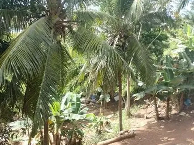 Imagem 11: Casa para Reformar em Vida Nova