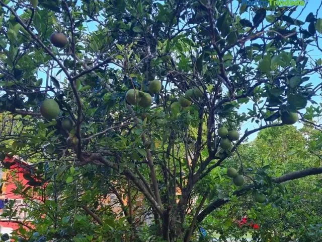 Imagem 9: Sítio 5Mil M2 em Coqueiro de Arembepe !