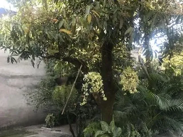 Imagem 14: Quintal Gramado no Belmonte