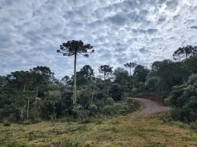Imagem 7: Chácara com 2 Hectares em Urupema