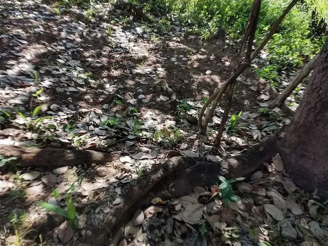 Imagem: Terreno na Serra Palmácia