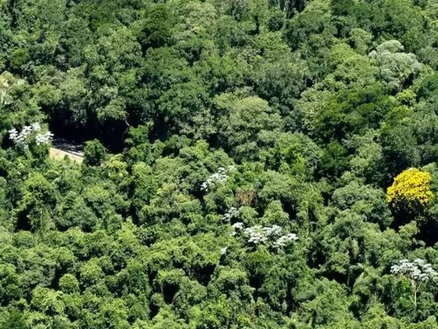 Imagem: Fazenda de Mata