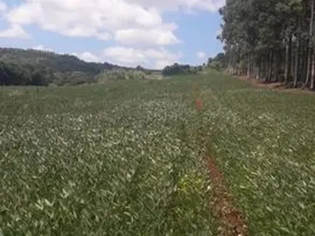 Imagem: Sitio-Município de Bandeirantes Paraná-Bairro
