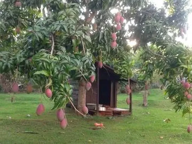 Imagem 13: Aluga-Se Casa na Chácara em Maringá, Ao Lado Duzentão Auto Peças/Faculdade Uningá