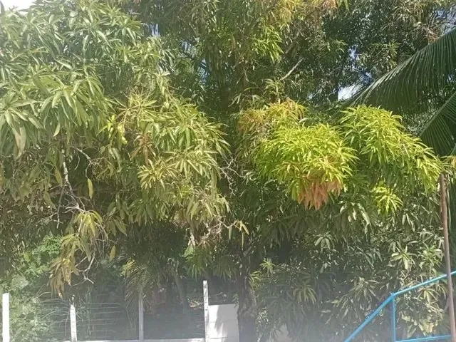 Imagem 7: Excelente Casa Próximo a Integração da Pe15