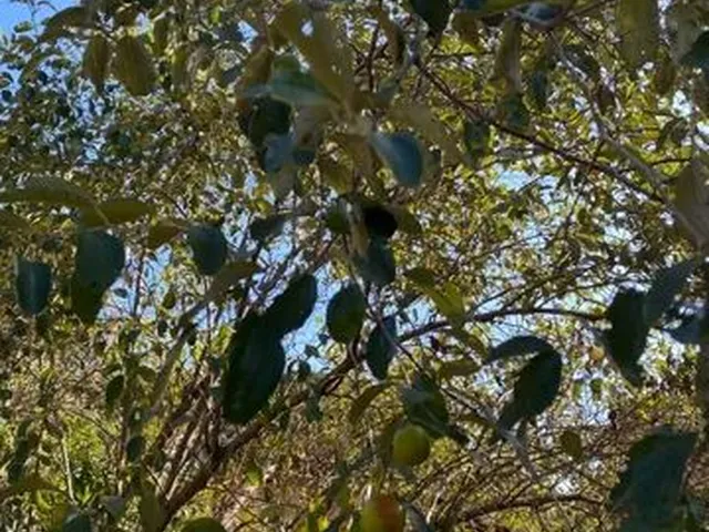 Imagem 1: Vendo Lote com Casa (Beco da Raposa Rua02