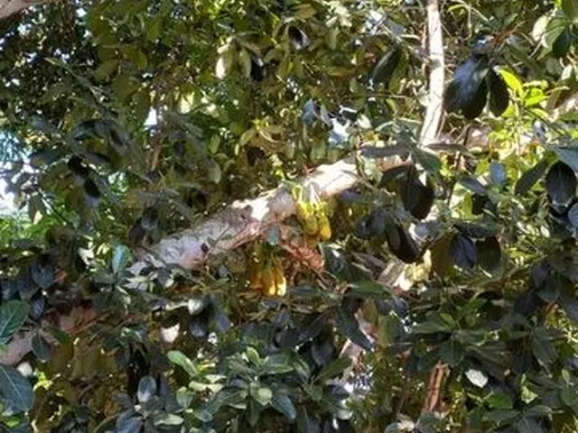 Imagem 5: Vendo Lote com Casa (Beco da Raposa Rua02