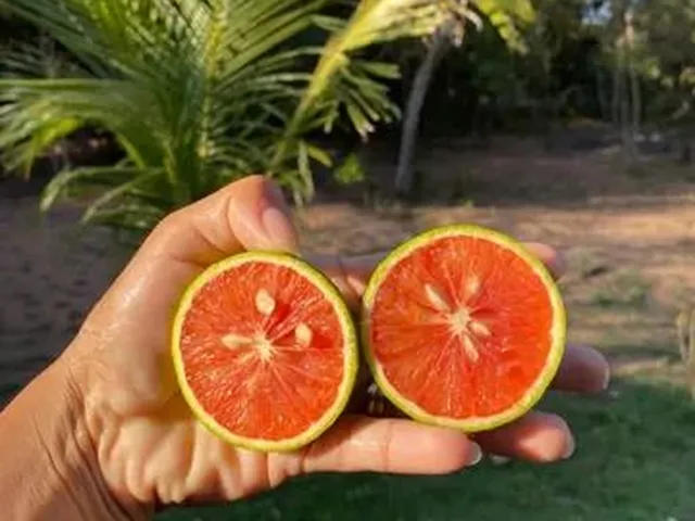 Imagem 4: Vendo Lote com Casa (Beco da Raposa Rua02