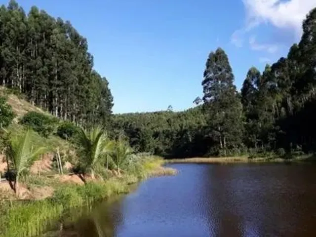 Imagem 5: Oportunidade: Ótima Fazenda de Eucalipto