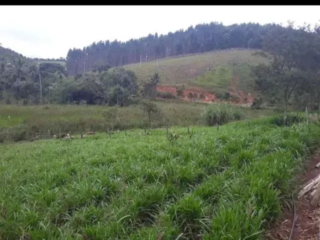 Imagem 2: Oportunidade: Ótima Fazenda de Eucalipto