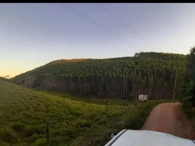 Imagem 3: Oportunidade: Ótima Fazenda de Eucalipto