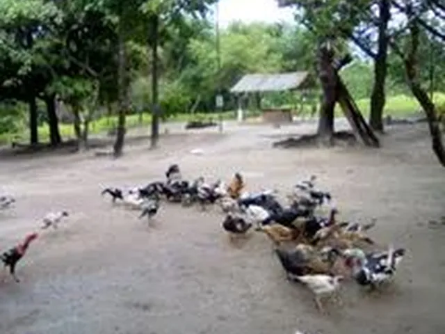 Imagem 6: Vendo Um Terreno Beiramar e Outro com Ponto Comercial