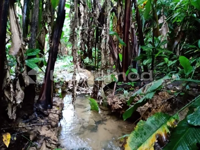 Imagem 16: 33500M² de Área Total na Estrada Hermult Tribess