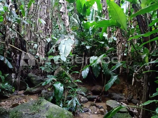 Imagem 9: 33500M² de Área Total na Estrada Hermult Tribess