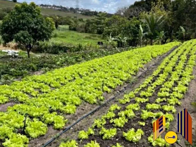 Imagem: Granja no Conde 100 Irrigada Produzindo