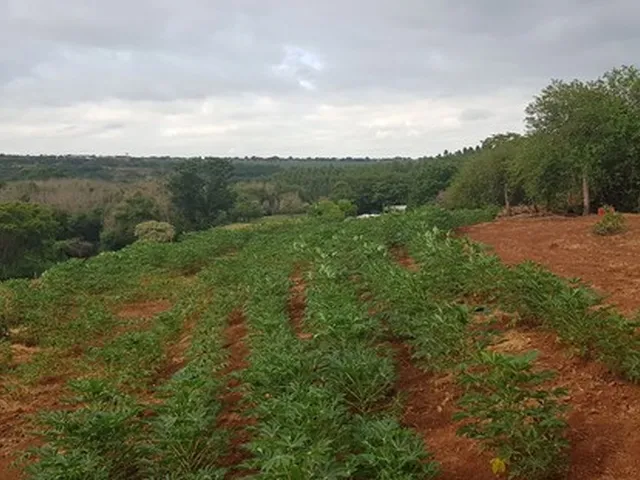 Imagem 9: Novo Contorno de Maringa Passa na Chácara/Estrada Santo Maneta