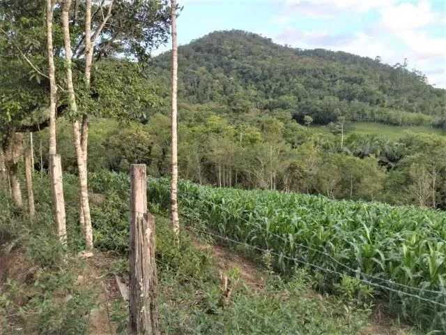 Imagem 13: Sítio em Indaial - 49.846,11 M² - Oportunidade - Barbada