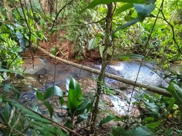 Imagem 8: Sítio em Indaial - 49.846,11 M² - Oportunidade - Barbada