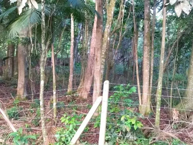 Imagem 6: Sítio em Indaial - 49.846,11 M² - Oportunidade - Barbada