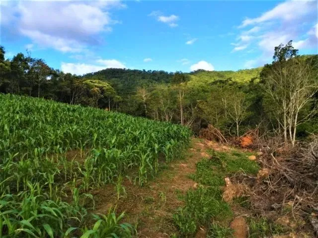 Imagem 11: Sítio em Indaial - 49.846,11 M² - Oportunidade - Barbada