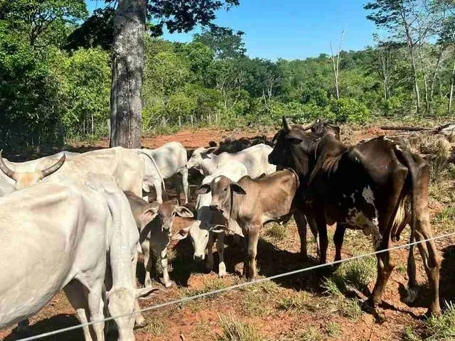 Imagem: Sitio Jangada Roncando Oferta