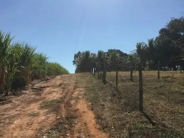Imagem: Sitio 7.5 Alqueires em Severinia Sp - Valor