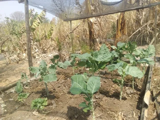 Imagem 6: Sitio de 5 Mil Metros com Casa Simples Perto da Serra do Cipo!