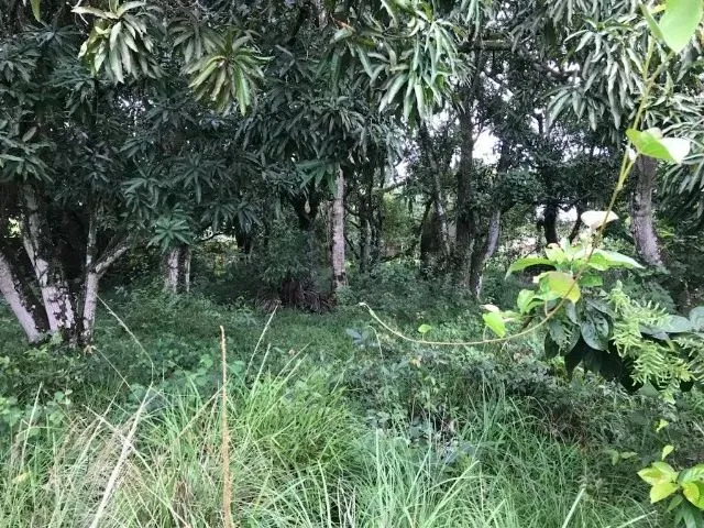 Imagem: Vendo Sítio/Terreno com 1.780M²