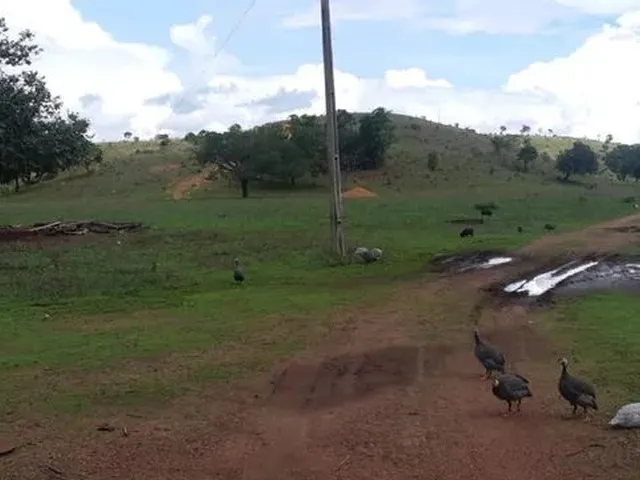 Imagem: . Uma Fazenda 110 Alqueires 67 Km de Porto