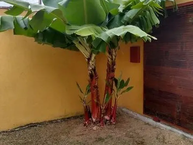 Imagem 4: Jardim Guanabara