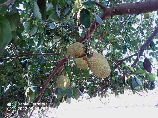 Imagem 4: Sítio 3.45 Alqueires
