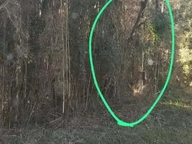 Imagem 4: Chácara 7500M² com Luz