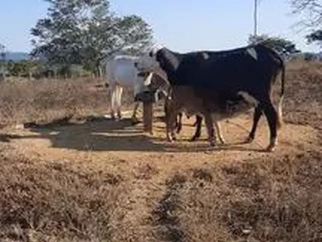 Imagem: Vendo Sitio de 10Alqueres a 30Km do Vale