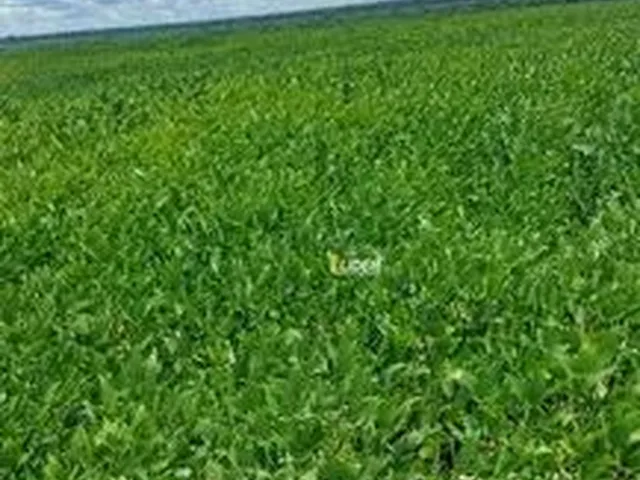 Imagem: Fazenda pra Arrendamento Região de Canarana/