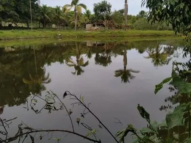 Imagem: Fazenda em Pedregulho Sp com 50 Alqueires