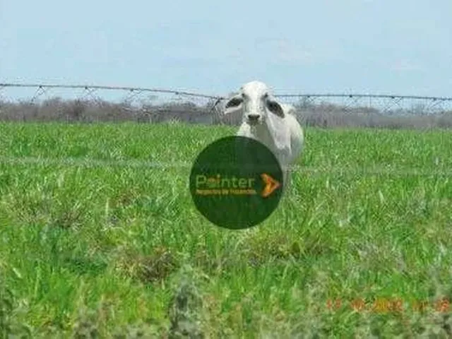 Imagem: Fazenda com 4 Dormitórios À Venda, M²