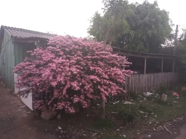 Imagem 1: Alugo Casa 600 Incluso Água e Luz