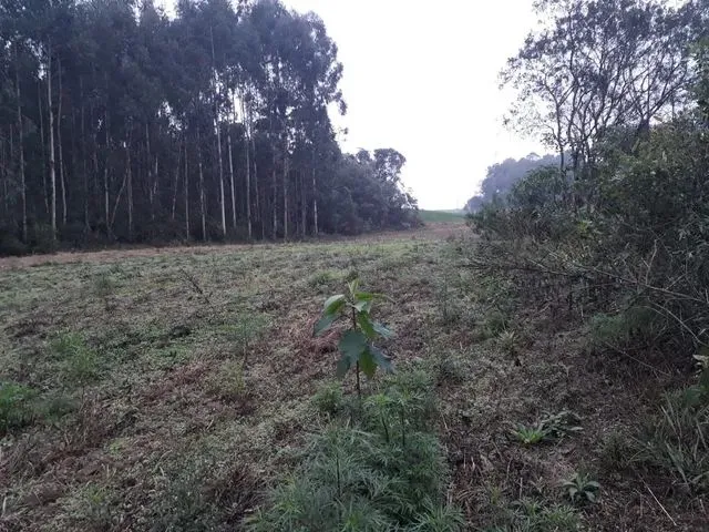 Imagem: Chácara 29.342 M2 a 5 Km Campo Largo
