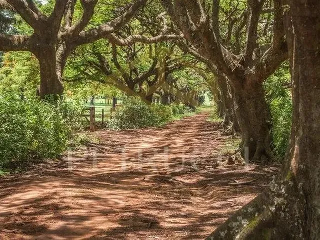 Imagem: Terreno À Venda em santa Úrsula