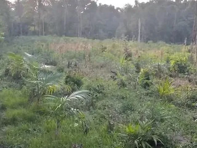 Imagem: 100 Hectares com Igarapé a Margem da Rodovia